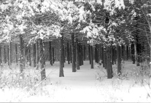 © Artak Margaryan - Зимний лес