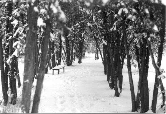 © Artak Margaryan - зима в Ботаническом