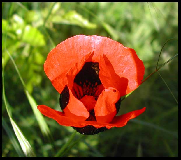 © Aram Ghazanchyan - Red Flower