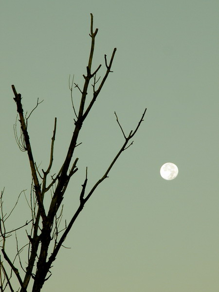 © BimmerMan - Лунный силует