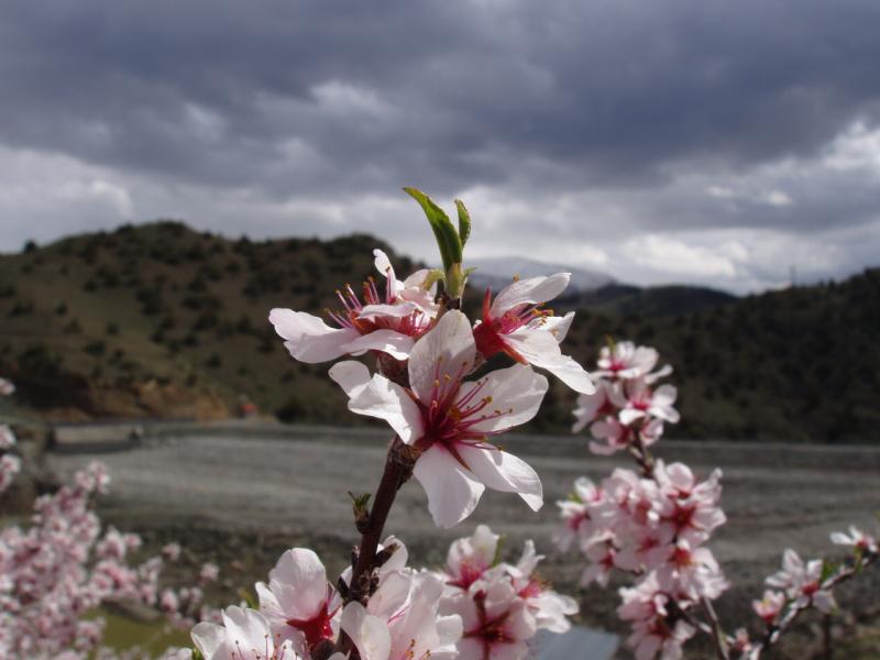 © Tigran Baghdasaryan - Вот и весна пришла!!!