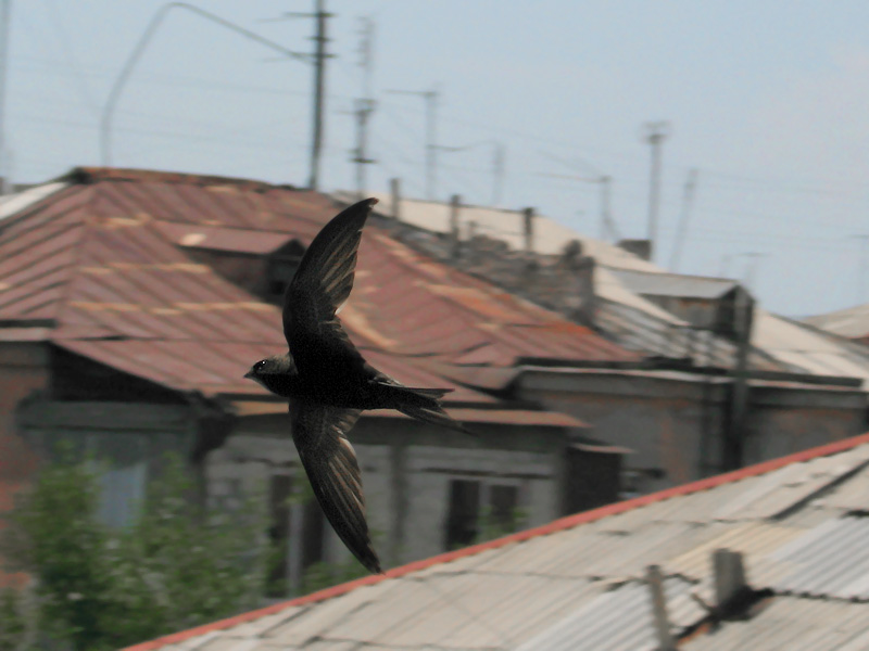 © Aram Avetisyan - над крышами