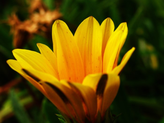 © Nana - yellow flower