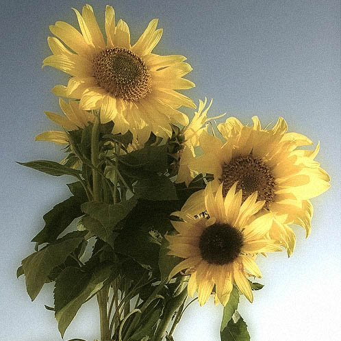 © Suren Manvelyan - Sunflowers
