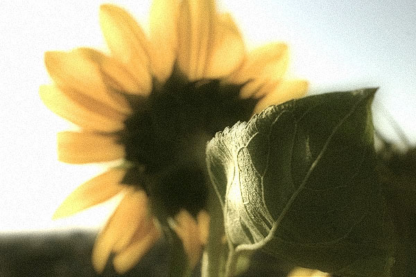 © Suren Manvelyan - Sunflower