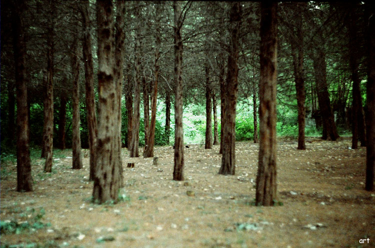 © Artak Margaryan - forest***1