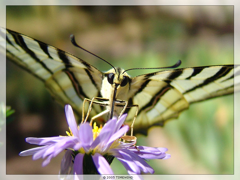 © Haik Martirossian - butterfly