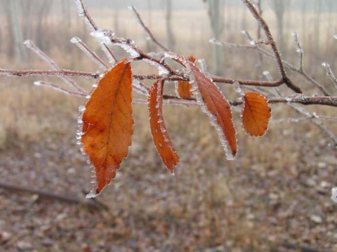 © Hovhannes Hovhannisyan - Замерзшие листья...