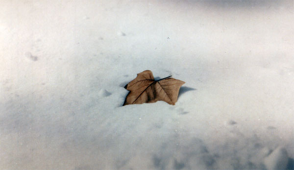© Arto - the last leaf