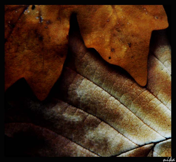 © e_nika - autumn abstractions_1