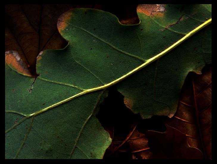© e_nika - autumn abstractions_3