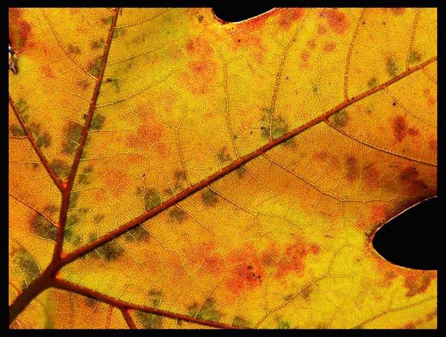 © e_nika - autumn abstractions_5