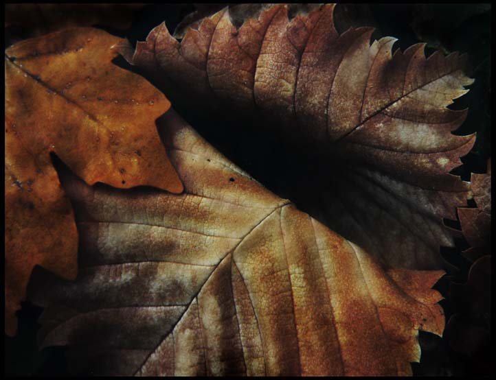 © e_nika - autumn abstractions_6