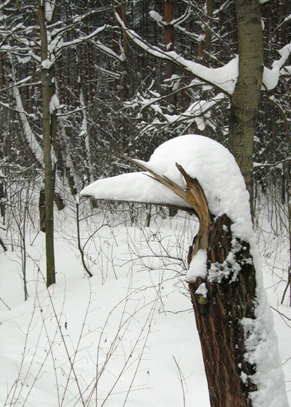 © LB - Дятел замерз