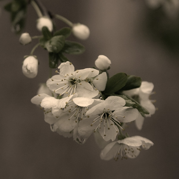 © Suren Manvelyan - Sakura