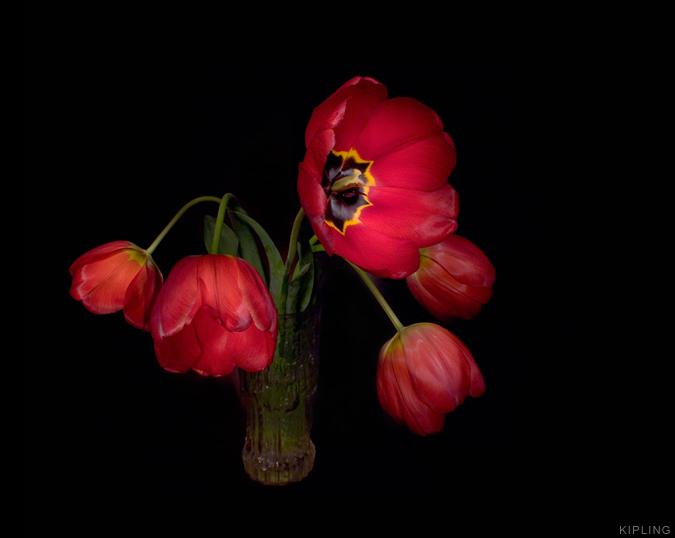 © kipling - lighting tulips for Nika