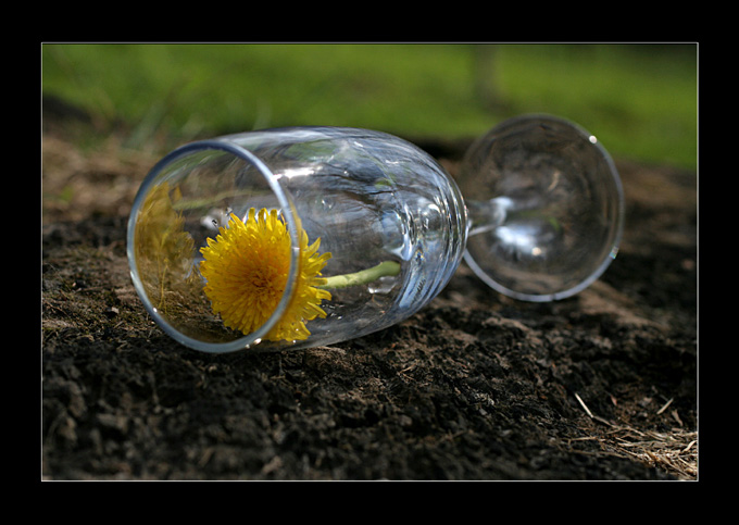 © Andro - Natyurmort na nature