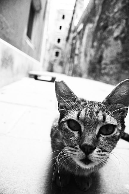 © Suren Manvelyan - Cat of Triest city