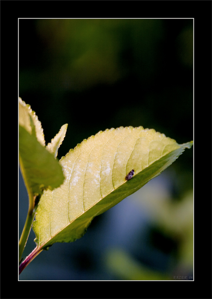 © FAZER - Yellow-Blue-Green