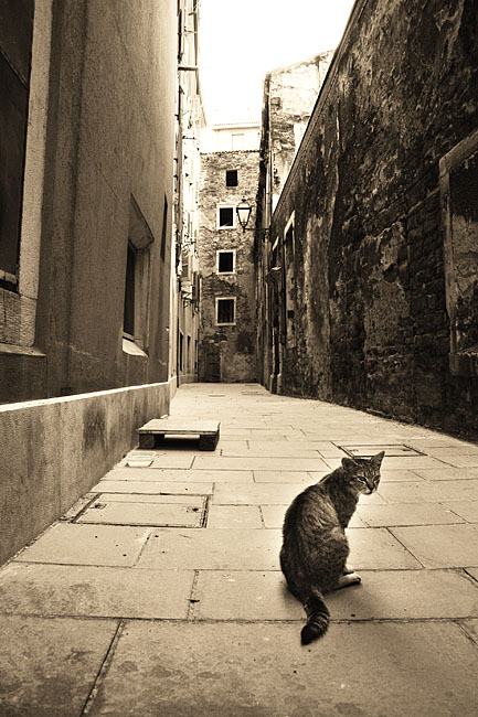 © Suren Manvelyan - Cat in Triest city