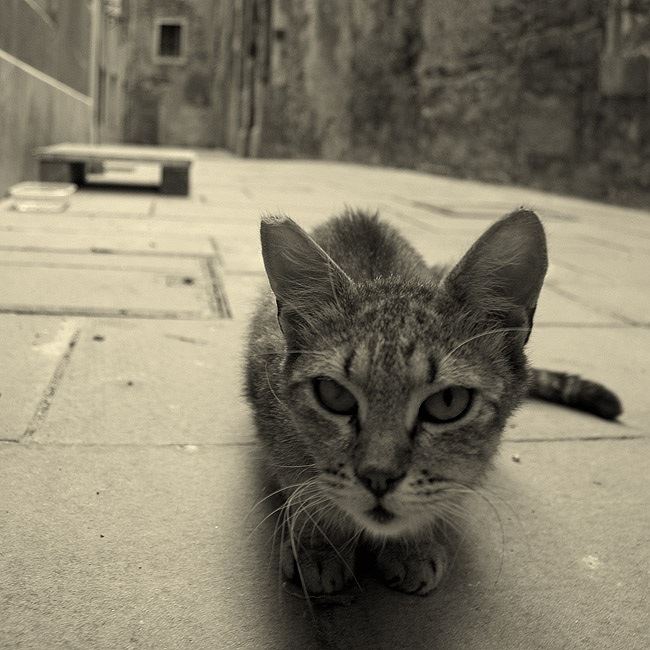 © Suren Manvelyan - Cat