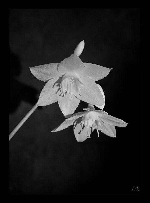 © LB - Эухарис...3