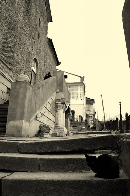 © Suren Manvelyan - Cat of Tbilisi city