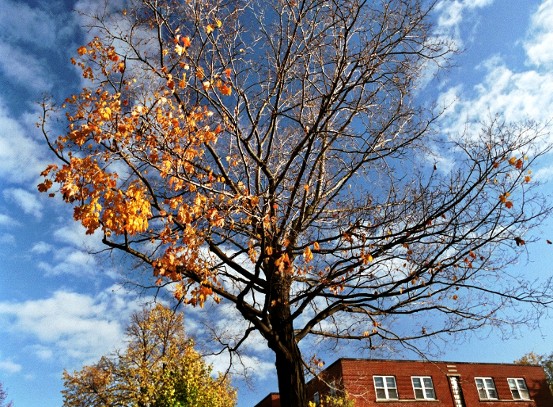 © Hovig Boghossian - Fall tree
