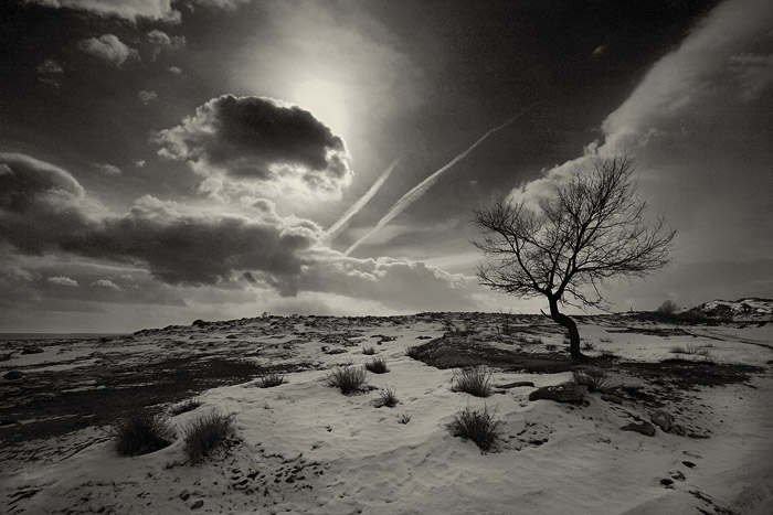 © Suren Manvelyan - Cloud and tree