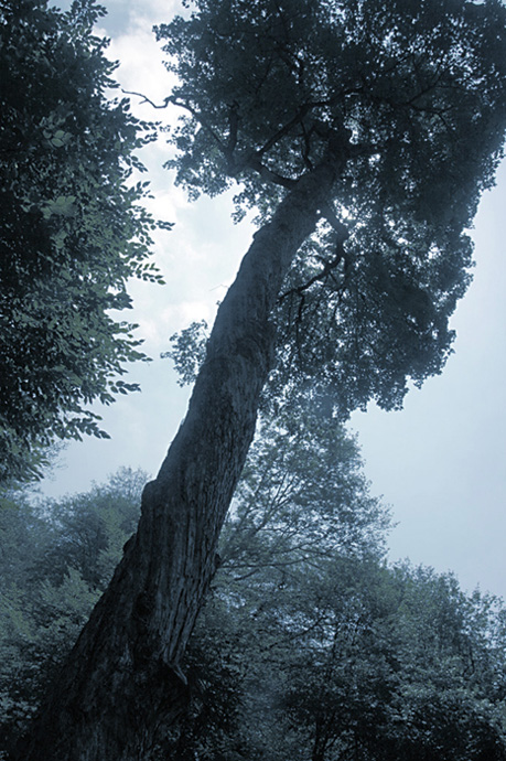 © Hmayak Ghazaryan - Foggy tree
