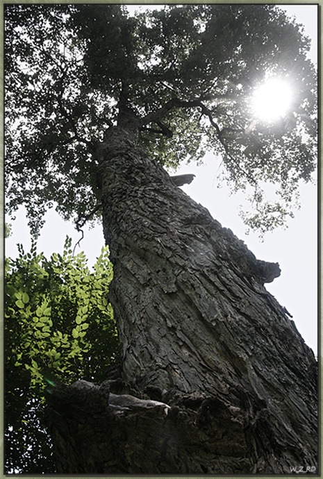 © Hmayak Ghazaryan - Sun Trough Crown