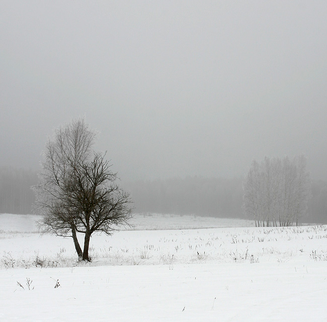 © Belkov Anatolii - Ч/б зимний, с ч/б сдвоенным деревом
