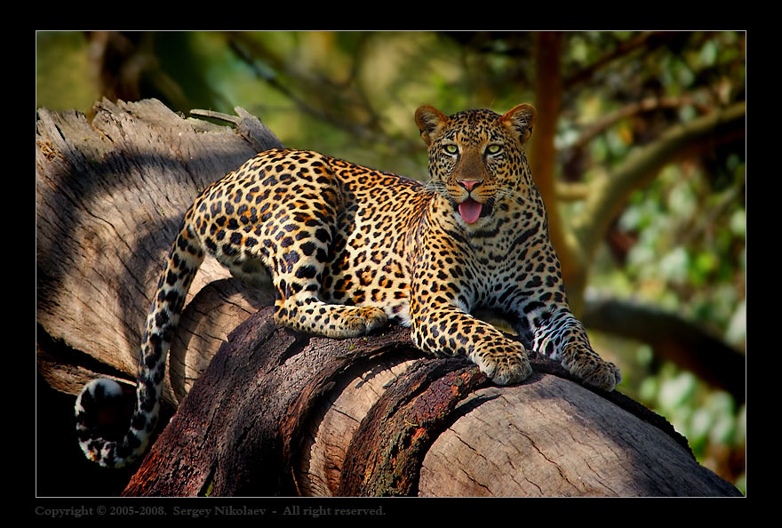 © Sergey Nikolaev - Будни отдыхающего леопарда