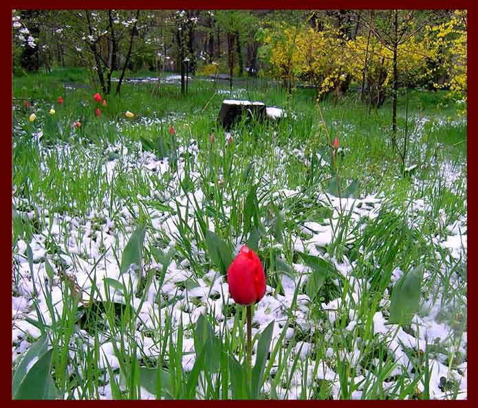 © Tatevik Melkonyan - 24 апреля 2007 г