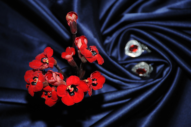 © Senekerimyan Hayk - Red flowers