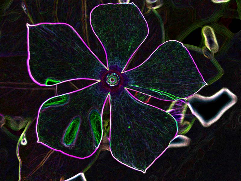 © MKRTICH BABAYAN - A FLOWER