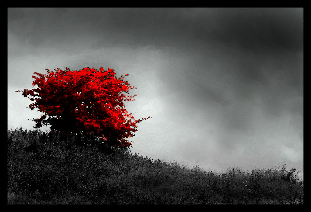 © Sar Kamler - Lonely tree