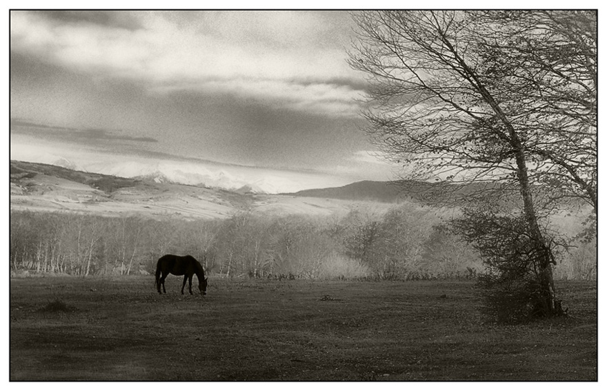 © David - Сон о одинокой лошадке