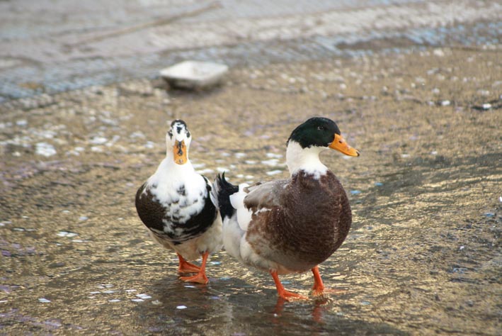 © Armen Gharib - Ducks