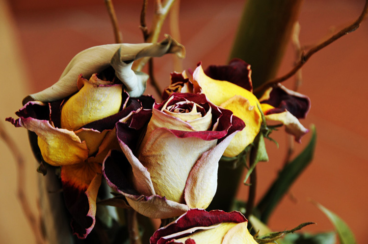 © Davit Gevorgyan - Засохшая роза в причудливой вазе