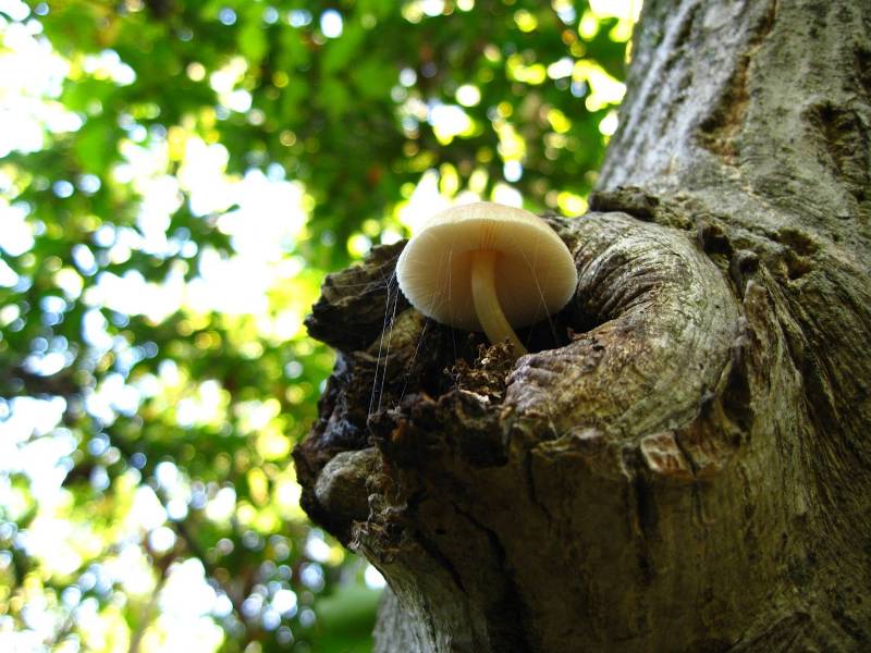 © OSA - маленЬкий гриб, древесный...