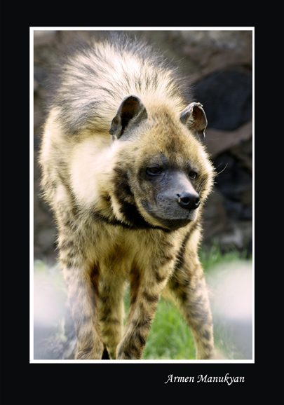 © Armen Manukyan - Hyena