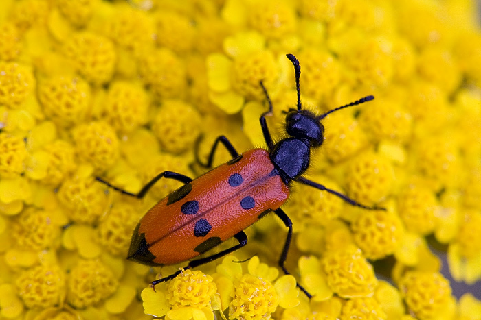 © Suren Manvelyan - Красное на желтом