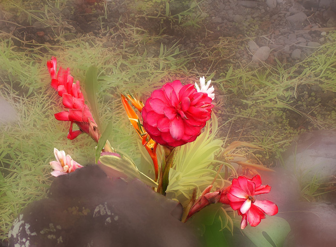© Hunter - Цветок из Мауи