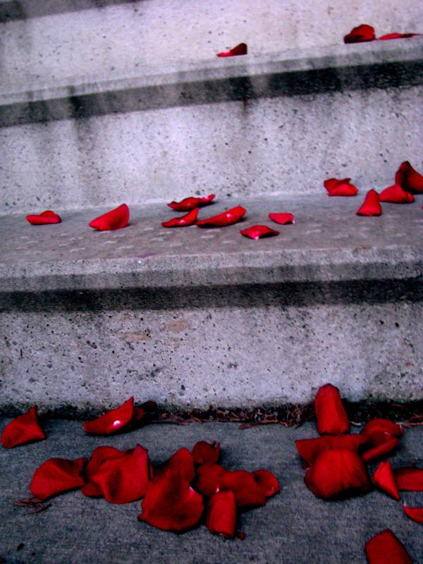 © ashley wyrick - lonely petals 