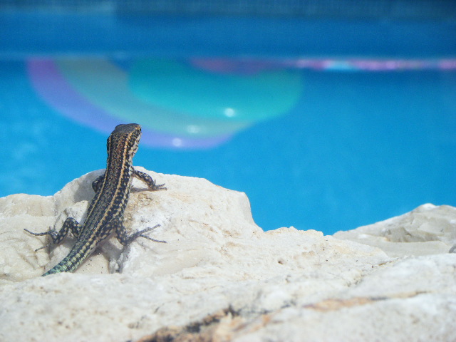 © sophie-marie whaley - The Lookout