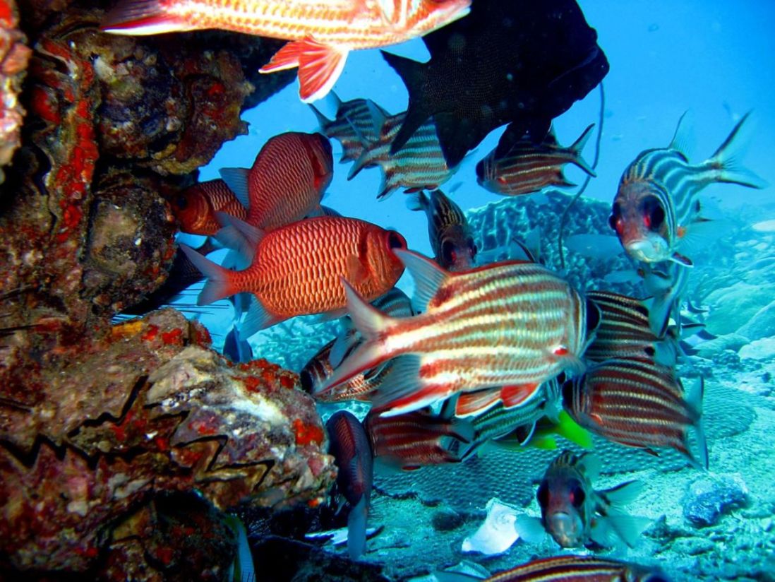 © Aram Simonyan - Red Sea