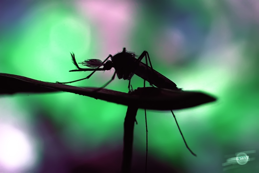 © Haviz PM - silhoute mosquito