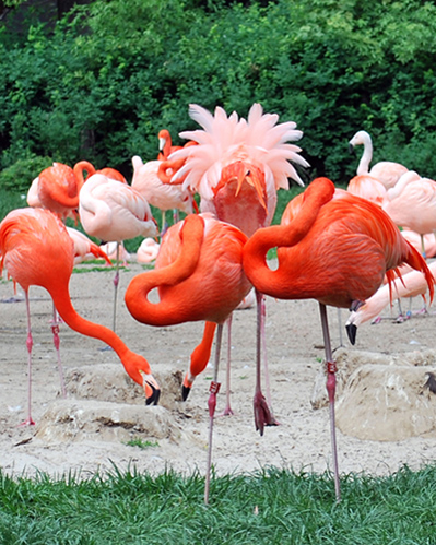 © LG - pink flamingos