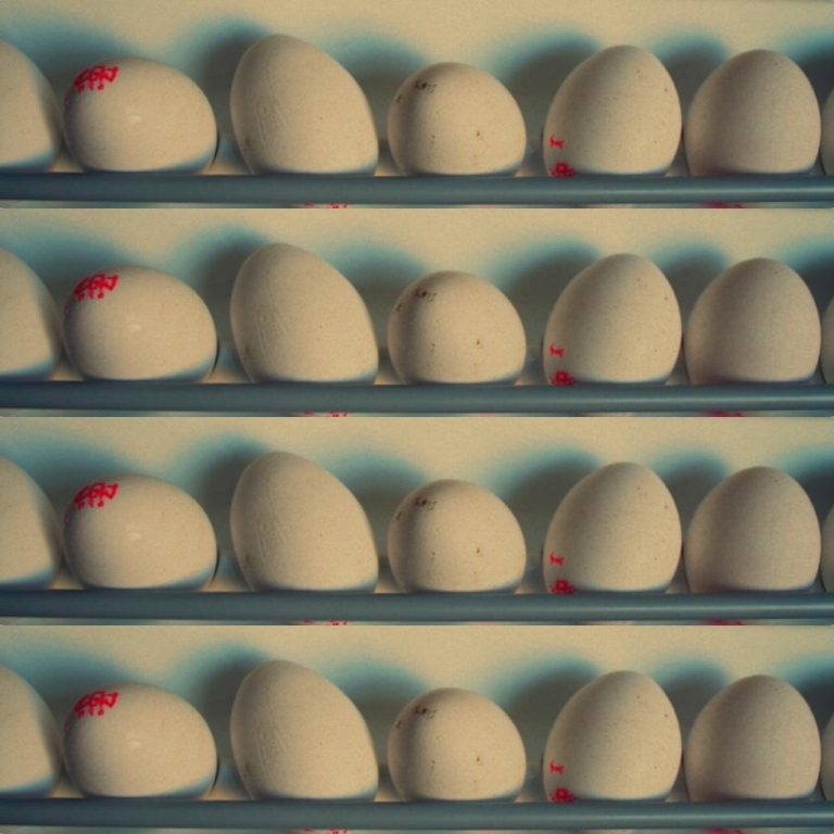 © Lilit Safaryan - .